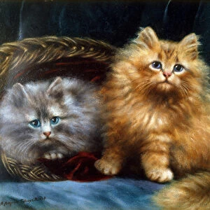 Two Persian Cats