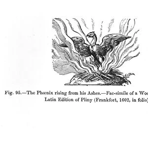 The Phoenix rising from his ashes, from a Latin edition of Pliny published in Frankfurt in 1602