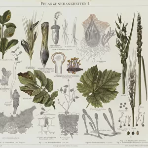 Plant diseases (colour litho)
