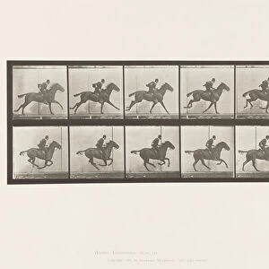 Plate 624. Gallop; Saddle; Bay Horse Daisy, 1885 (collotype on paper)