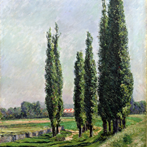 Poplars on the Riverbank at Argenteuil (oil on canvas)