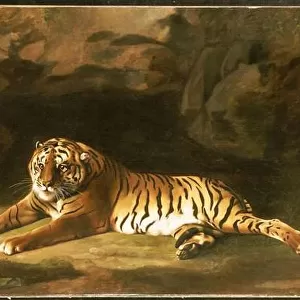 Portrait of the Royal Tiger, c. 1770 (oil on canvas)