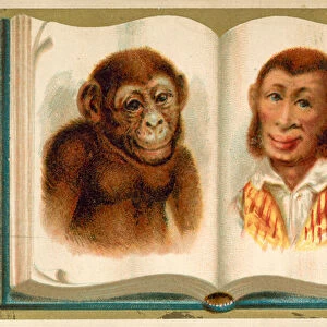 Portraits of an ape and a man (chromolitho)