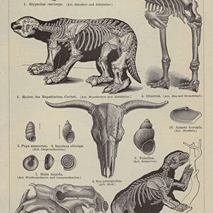 Prehistoric animals (engraving)