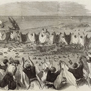 Quail catching in Syria (engraving)