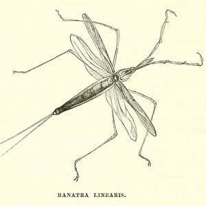 Ranatra Linearis (engraving)