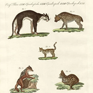 Rapacious animals (coloured engraving)