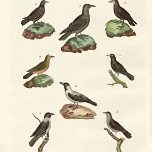 Ravens, crows and daws (coloured engraving)