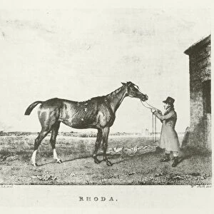 Rhoda, foaled 1813 (b / w photo)