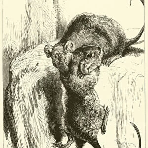 Sagacity of Rats (engraving)