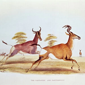 The Sassaybe and the Hartebeest, illustration from Wild Sports of South Africa, by W