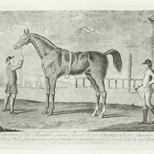 Shakespeare, foaled 1745 (b / w photo)