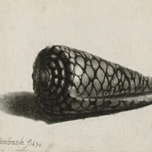 The Shell (Conus marmoreus), 1650 (etching)