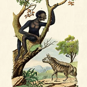 Siamang, 1833-39 (coloured engraving)