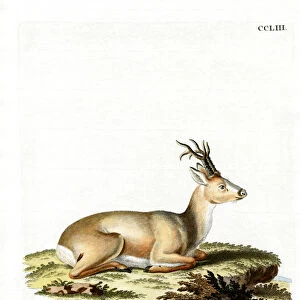 Siberian Roe Deer (coloured engraving)
