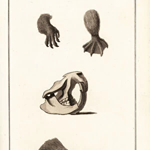 Skull, feet and tail of the Eurasian beaver, Castor fiber. 1807 (aquatint)