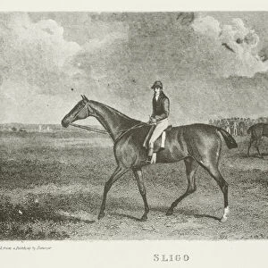 Sligo, foaled 1809 (b / w photo)