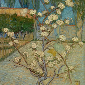 Small pear tree in blossom, 1888 (oil on canvas)