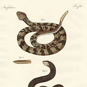 snake (coloured engraving)