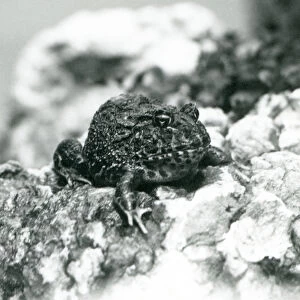 A South American Horned Frog sitting on a rock showing its defensive pose, London Zoo