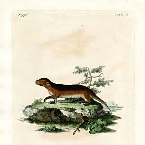 Southern Red-sided Opossum (coloured engraving)