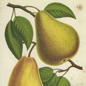 Souvenir Du Congress Pear, Madam Treyve Pear (chromolitho)