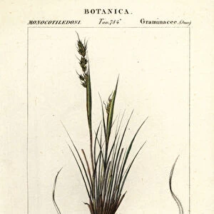 Speargrass, Piptochaetium panicoides