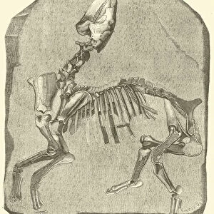Squelette du grand Paleotherium de Vitry, expose dans les galeries d anatomie comparee, au Museum d histoire naturelle (engraving)