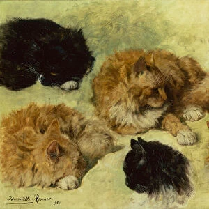 Studies of Cats, 1895 (oil on canvas)
