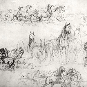 Study of Horses (pencil on paper) (b / w photo)