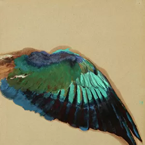 Study of a Wing, c. 1899 (oil on paper)