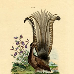 Superb Lyrebird, 1833-39 (coloured engraving)
