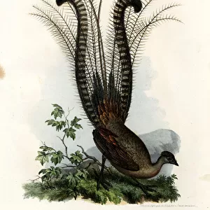 Superb Lyrebird, 1864 (colour litho)