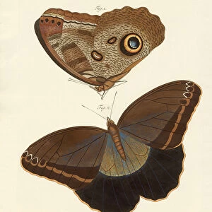 Surinam butterflies (coloured engraving)