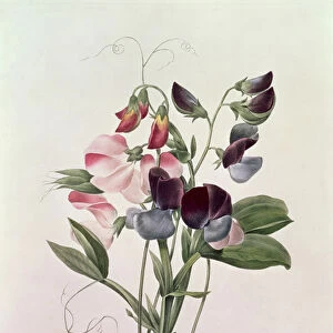 Sweet Peas (Lathyrus odoratur) engraved by Langlois, from