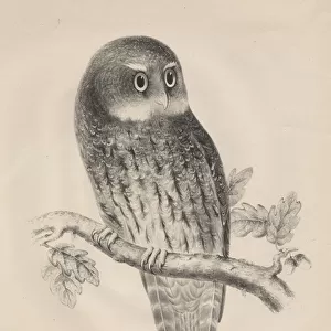 Syrnium Albogularis, litho by J. T. Bowen, 1850 (litho)