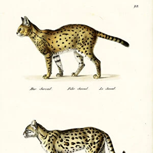 Tiger Cat, 1824 (colour litho)