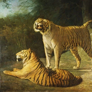 A Tiger and Tigress at the Exeter Change Menagerie in 1808, 1808 (oil on canvas)