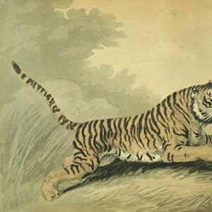 A Tigress leaping to the right, 1807 (w / c on paper)