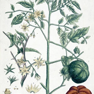 Tomato, botanical board, 19th century