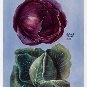 Vegetable Growers Guide: Cabbages (colour litho)