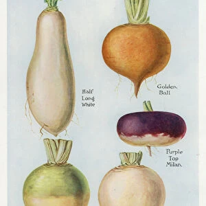 Vegetable Growers Guide: Turnips (colour litho)