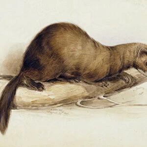 A Weasel, 1832 (w / c, pen, ink, gouache and gum over graphite on wove paper)