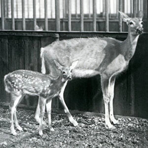 A White-tailed / Virginian Deer with her fawn at London Zoo in August 1927 (b / w photo)