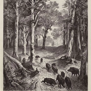 Wild boar on the Lorenzer Berg in the Imperial Park in Vienna, Austria (engraving)