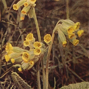 Wild flowers: Cowslip (colour photo)