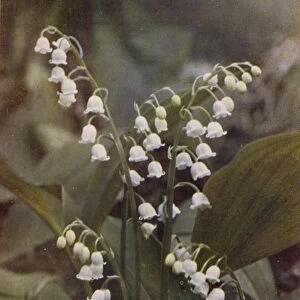 Wild flowers: Lily of the Valley (colour photo)