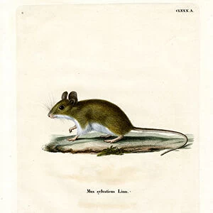 Wood Mouse (coloured engraving)