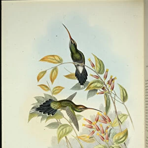 Yarquian Hermit (Phaerthornis Yarugui) (hand-coloured litho)