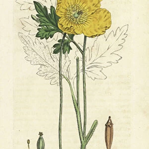 Yellow or Welsh poppy, Papaver cambricum (yellow poppy). Handcoloured copperplate engraving after an illustration by James Sowerby from James Smith's English Botany, London, 1792